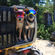 Illustration for article titled This Kennel Is a Safer Way to Travel With Your Pet